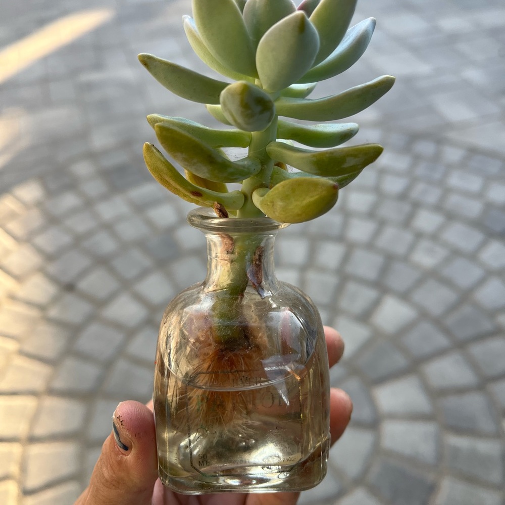 Hydroponically (water) grown succie in a patron mini bottle